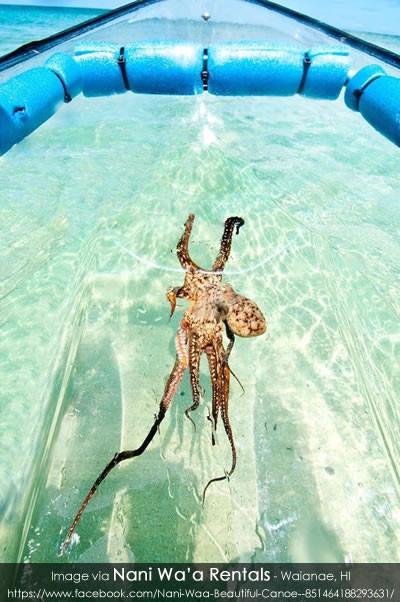 crystal-kayak-underwater-octopus-through-hull2_1024x1024